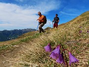 Festa di fiori e marmotte sui sentieri per i Monti Foppa (1895 m) e Avaro (2088 m)–28magg25- FOTOGALLERY